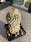 Preview: Encephalocarpus strobiliformis